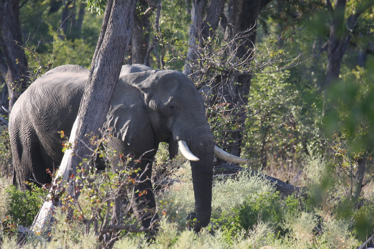[22933] 2016_06_30_02_10_16_Africa_Canon_EOS_40D_IMG__03777.jpg