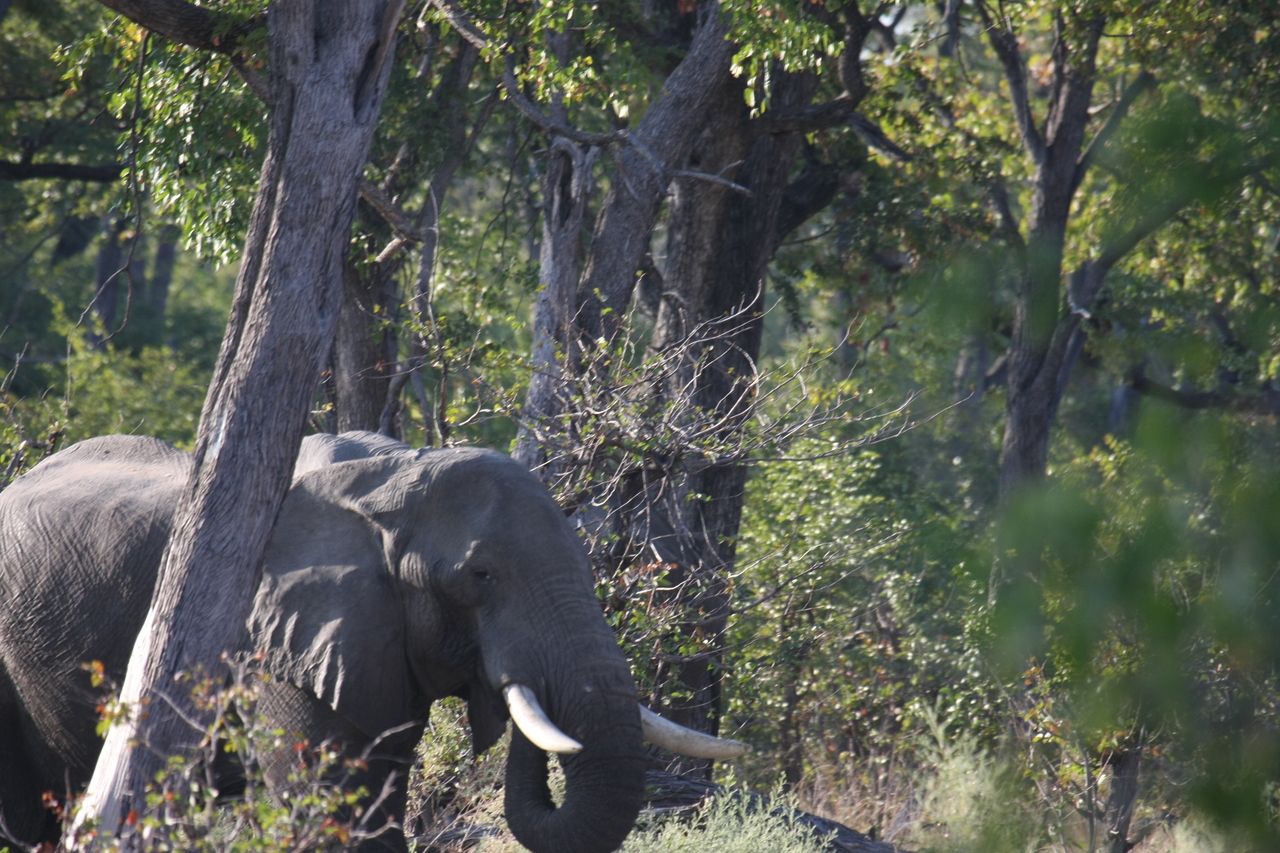 [22937] 2016_06_30_02_10_18_Africa_Canon_EOS_40D_IMG__03778.jpg