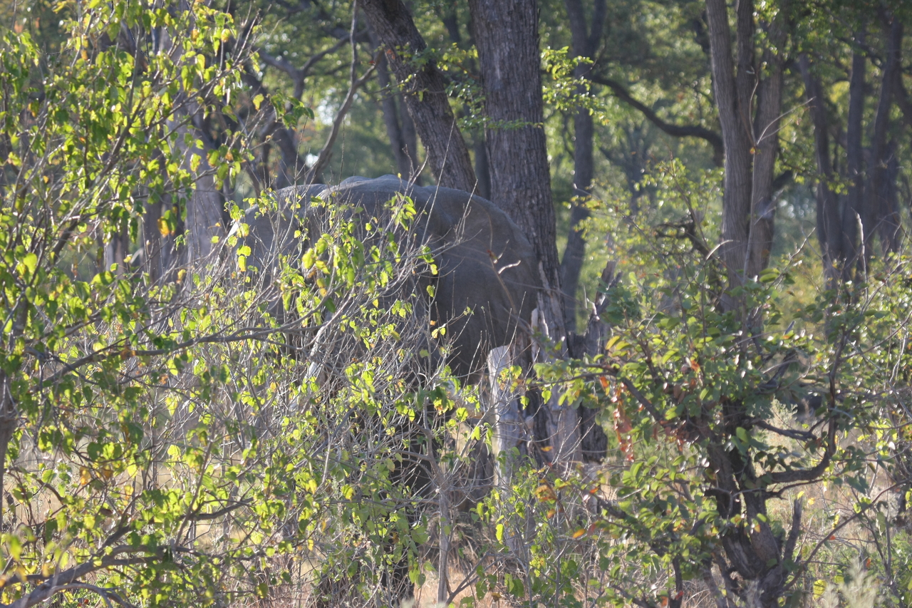 [22960] 2016_06_30_02_14_18_Africa_Canon_EOS_40D_IMG__03787.jpg