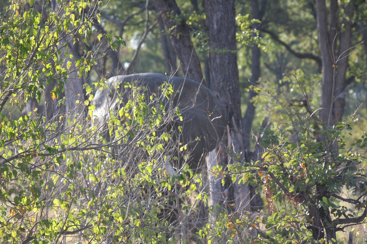 [22977] 2016_06_30_02_14_37_Africa_Canon_EOS_40D_IMG__03793.jpg