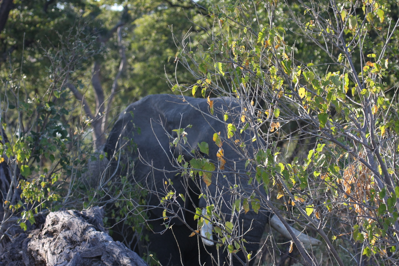 [23036] 2016_06_30_02_20_37_Africa_Canon_EOS_40D_IMG__00074.jpg