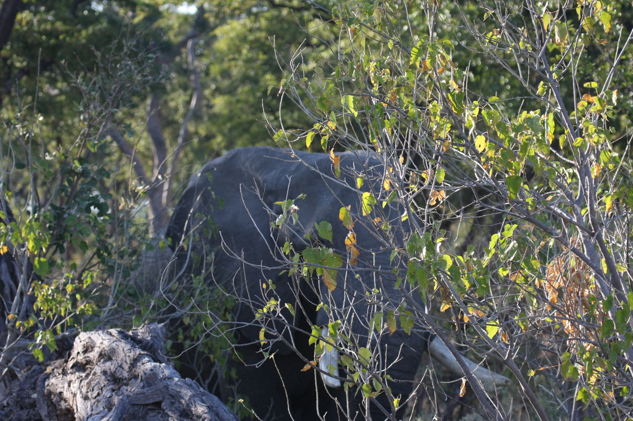 [23041] 2016_06_30_02_20_37_Africa_Canon_EOS_40D_IMG__11248.jpg