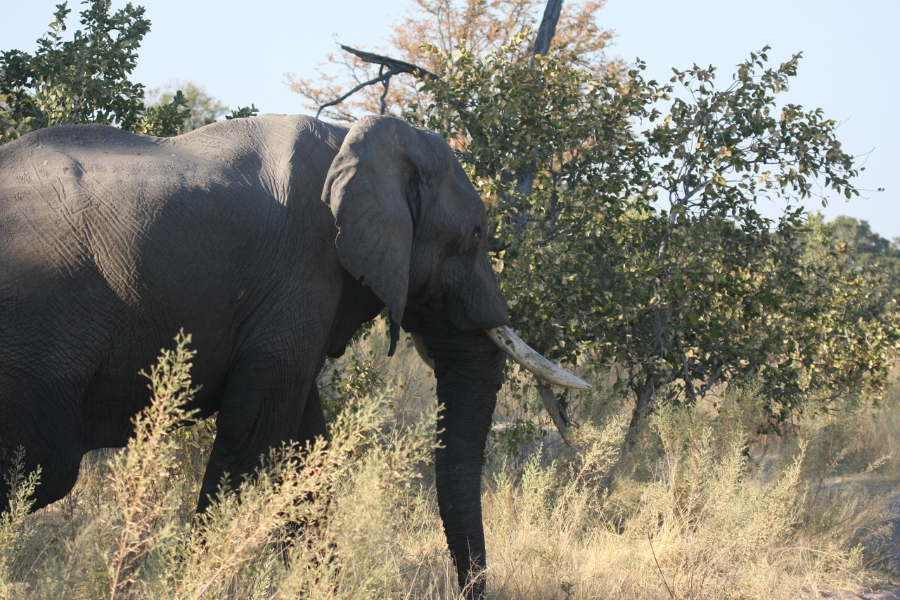 [23058] 2016_06_30_02_23_31_Africa_Canon_EOS_40D_IMG__03808.jpg