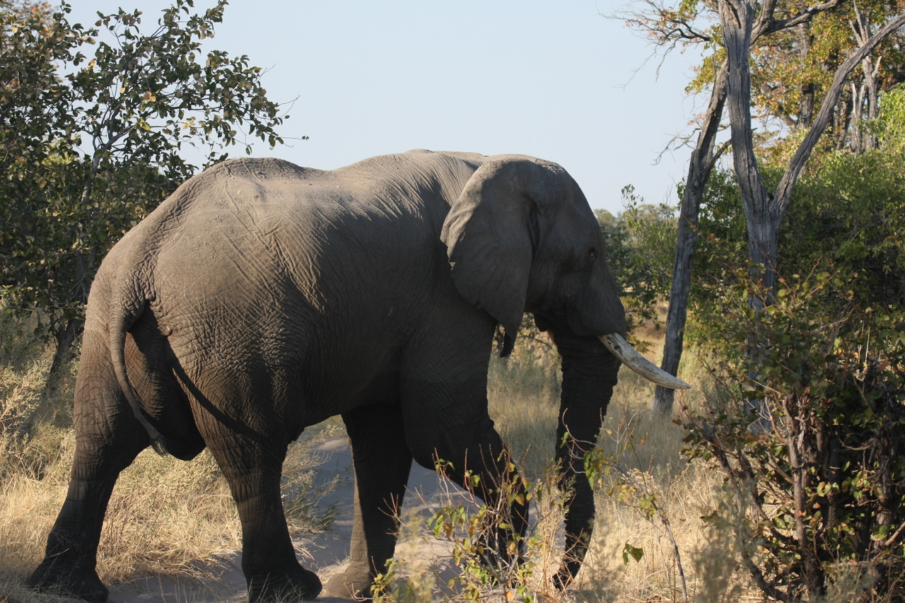 [23067] 2016_06_30_02_23_37_Africa_Canon_EOS_40D_IMG__03811.jpg