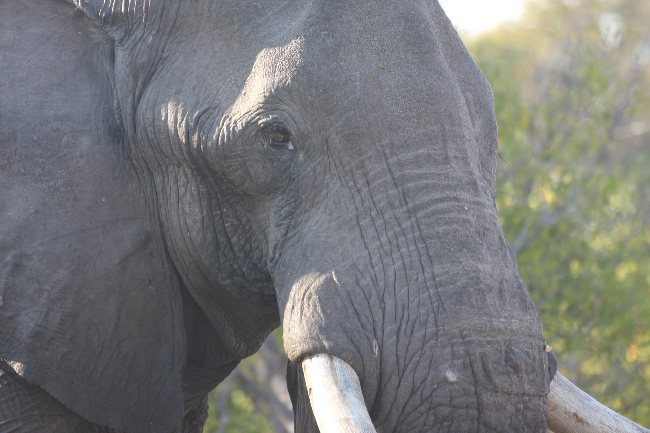 [23100] 2016_06_30_02_28_52_Africa_Canon_EOS_40D_IMG__11269.jpg