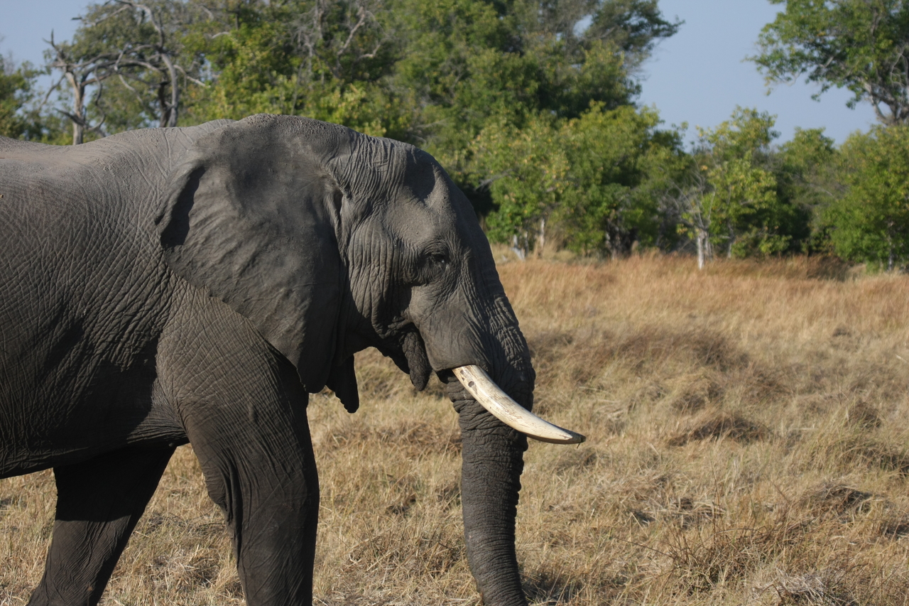 [23112] 2016_06_30_02_29_17_Africa_Canon_EOS_40D_IMG__00103.jpg