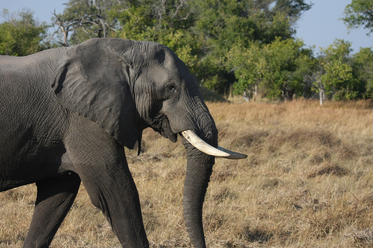 [23115] 2016_06_30_02_29_17_Africa_Canon_EOS_40D_IMG__11274.jpg