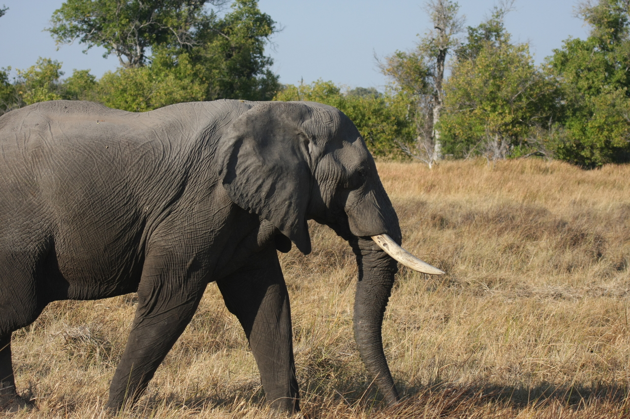 [23119] 2016_06_30_02_29_20_Africa_Canon_EOS_40D_IMG__11277.jpg