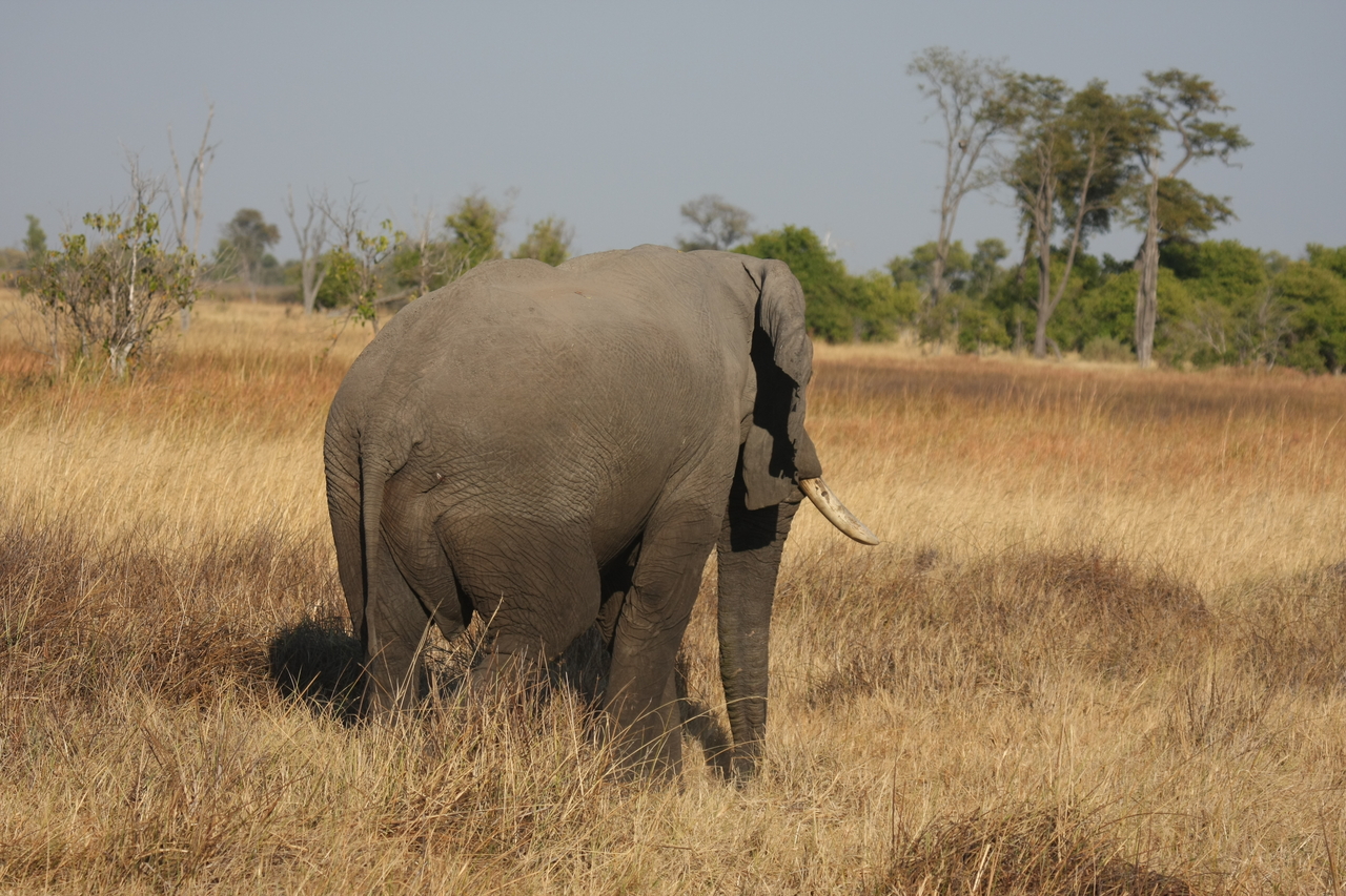 [23127] 2016_06_30_02_30_05_Africa_Canon_EOS_40D_IMG__00108.jpg