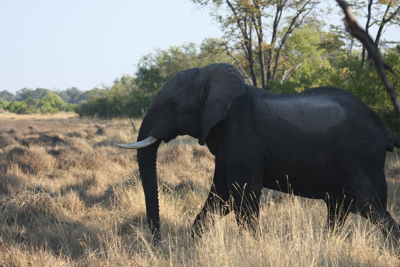 [23135] 2016_06_30_02_30_37_Africa_Canon_EOS_40D_IMG__03836.jpg