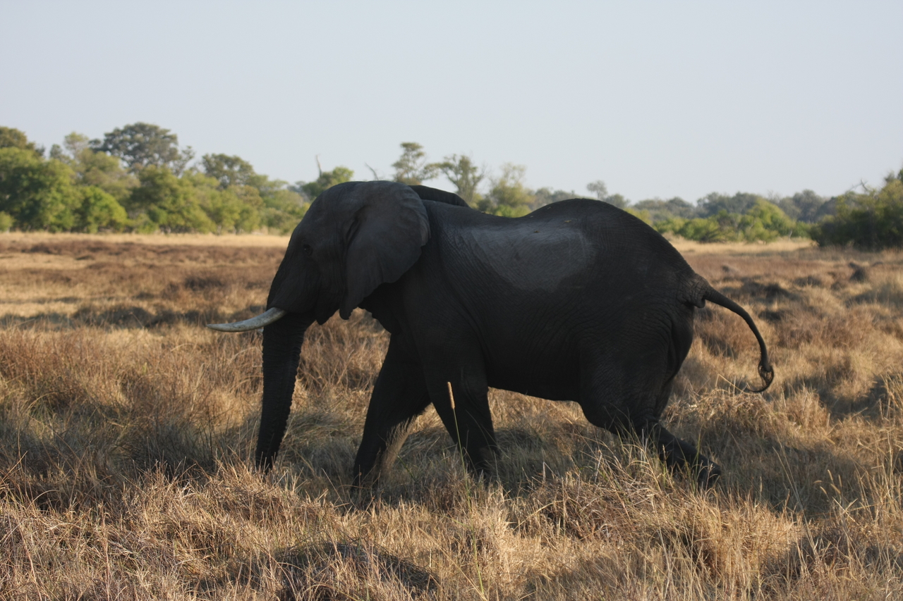 [23142] 2016_06_30_02_30_41_Africa_Canon_EOS_40D_IMG__03838.jpg