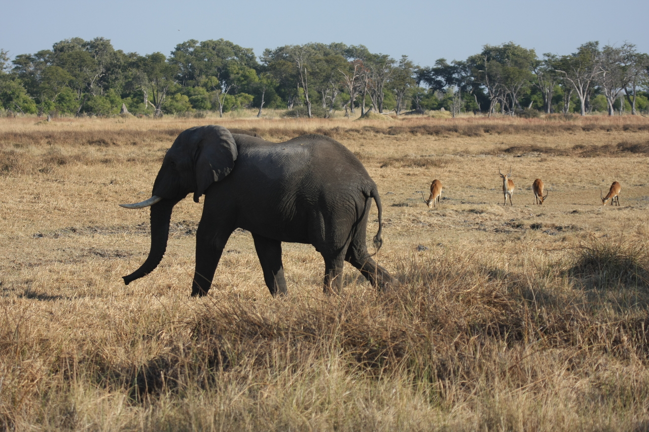 [23147] 2016_06_30_02_30_57_Africa_Canon_EOS_40D_IMG__03841.jpg