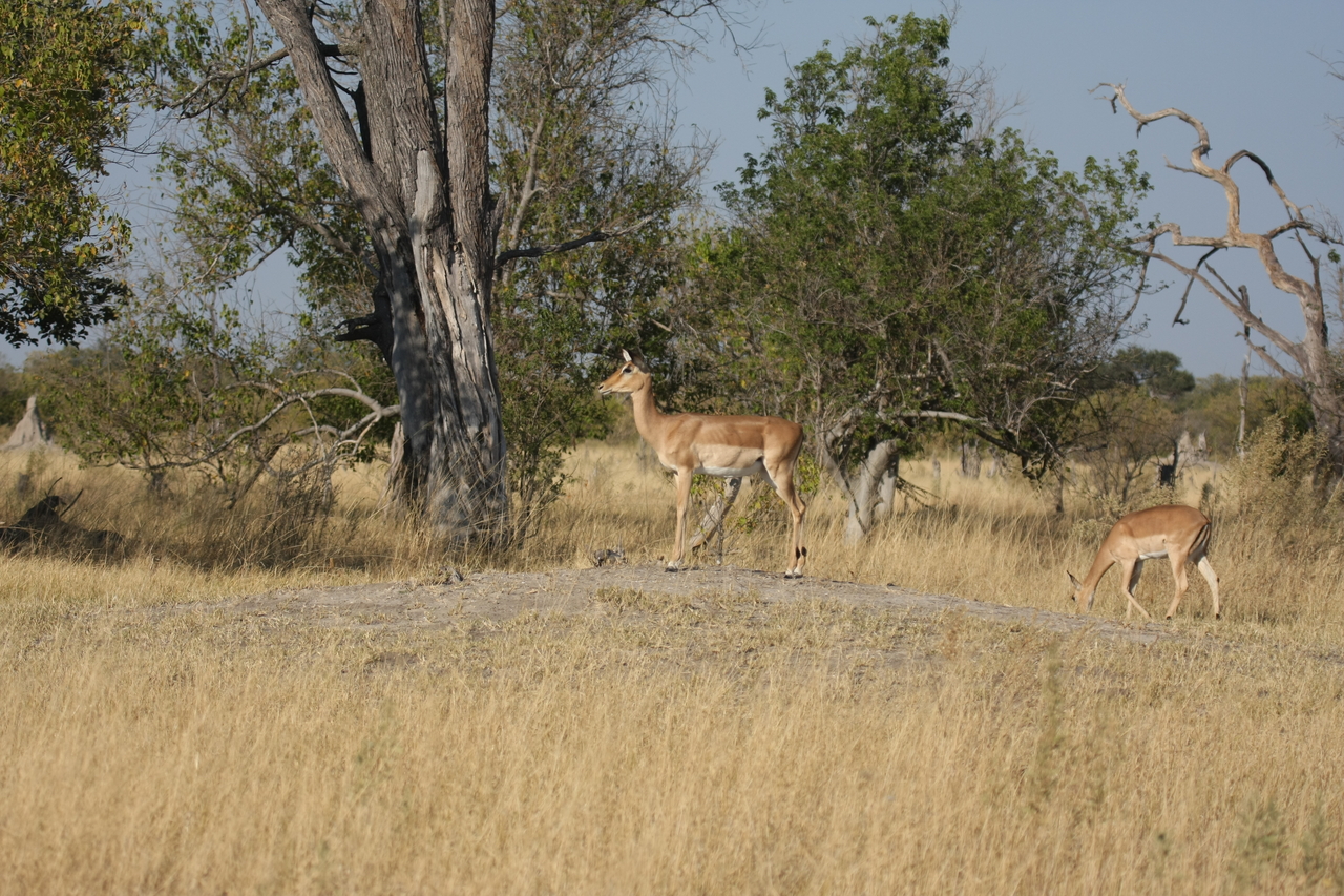 [23214] 2016_06_30_02_54_23_Africa_Canon_EOS_40D_IMG__03847.jpg