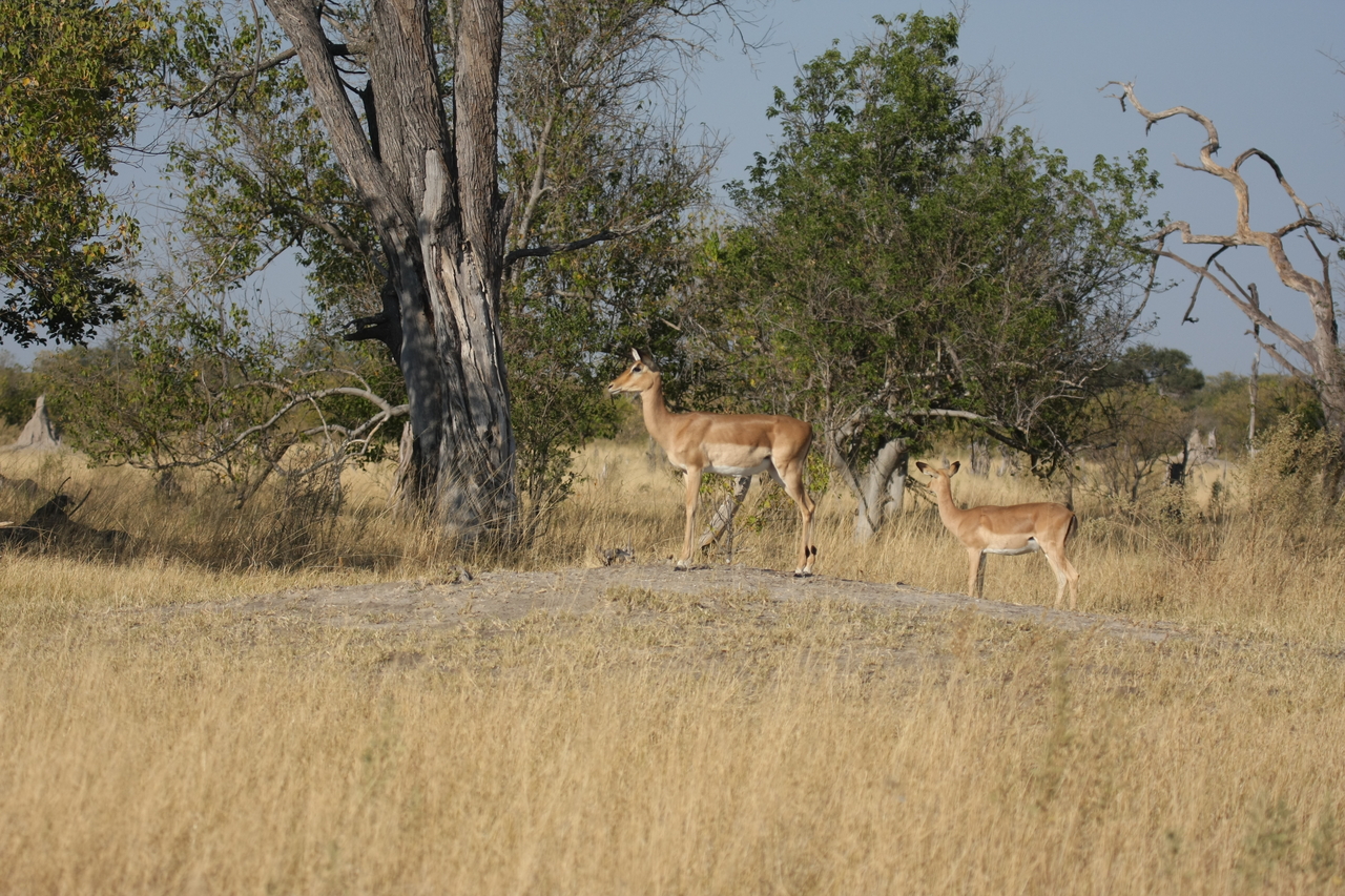 [23217] 2016_06_30_02_54_28_Africa_Canon_EOS_40D_IMG__00122.jpg