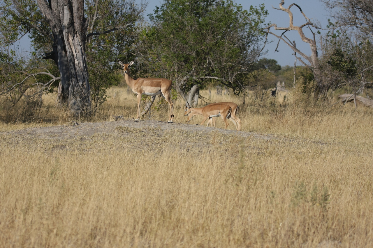 [23221] 2016_06_30_02_54_34_Africa_Canon_EOS_40D_IMG__00124.jpg