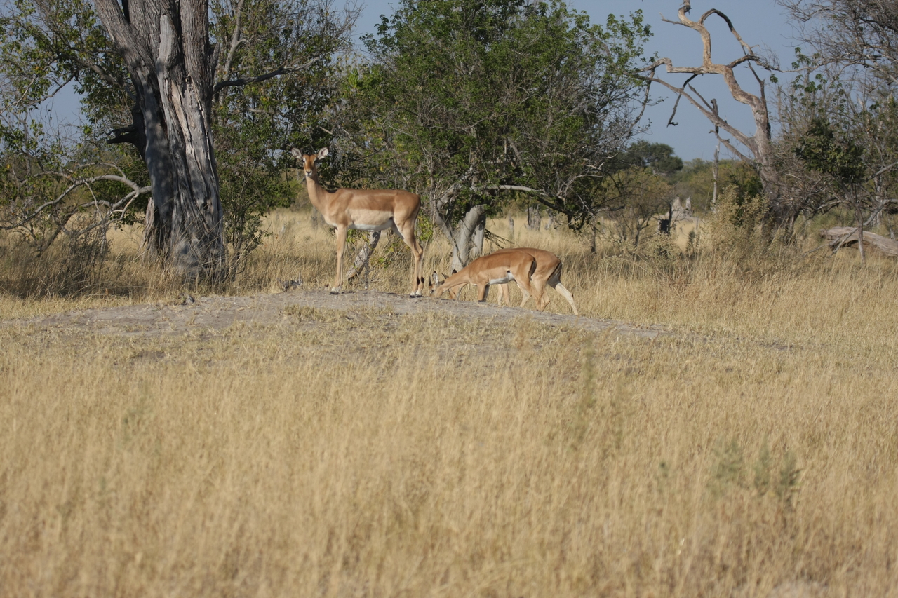 [23222] 2016_06_30_02_54_34_Africa_Canon_EOS_40D_IMG__00126.jpg