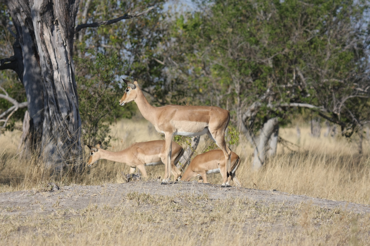 [23234] 2016_06_30_02_54_40_Africa_Canon_EOS_40D_IMG__11301.jpg