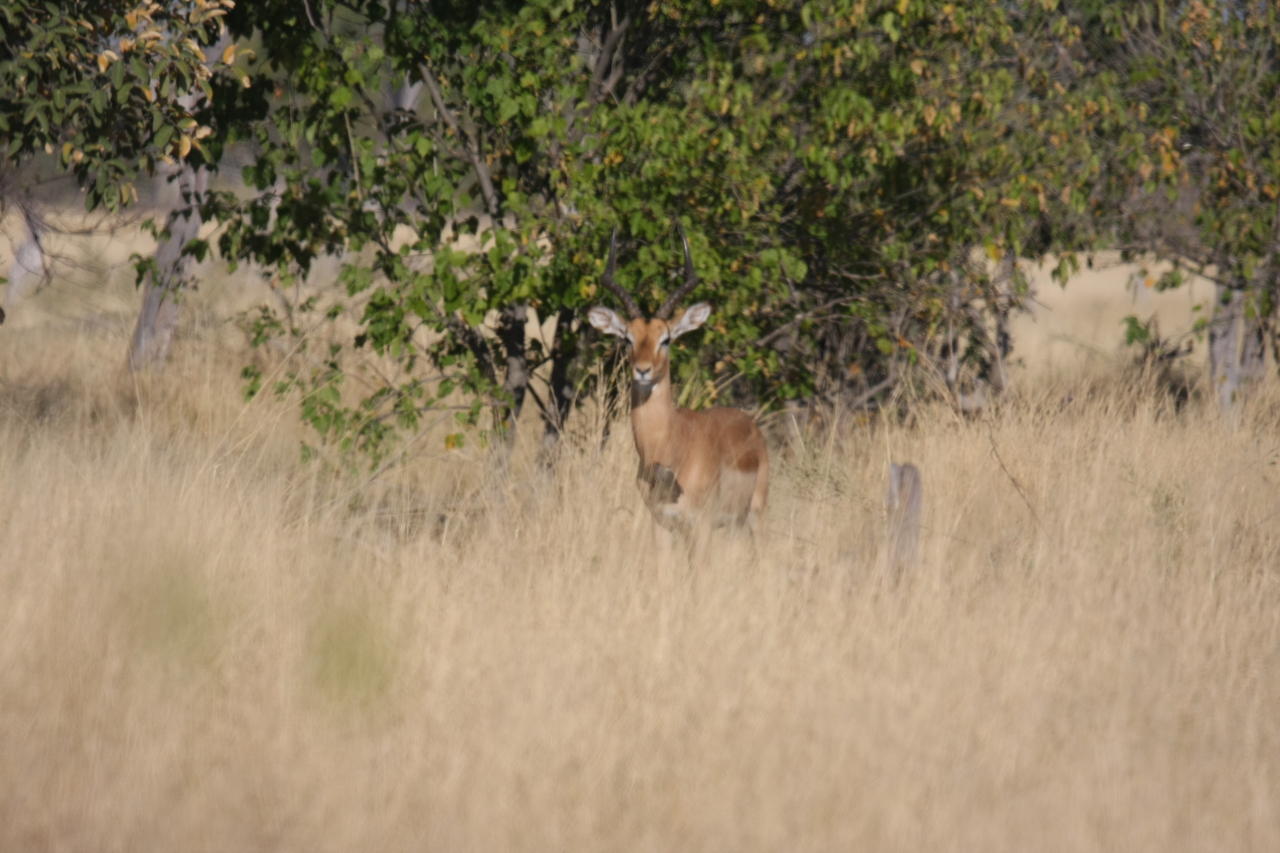 [23237] 2016_06_30_02_55_06_Africa_Canon_EOS_40D_IMG__11302.jpg