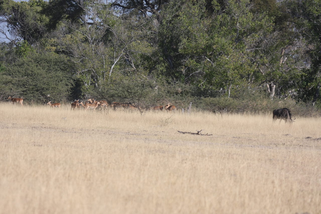 [23253] 2016_06_30_03_21_29_Africa_Canon_EOS_40D_IMG__03861.jpg