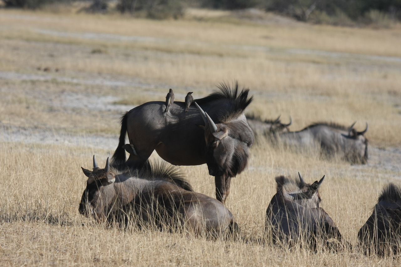 [23257] 2016_06_30_03_24_21_Africa_Canon_EOS_40D_IMG__00138.jpg