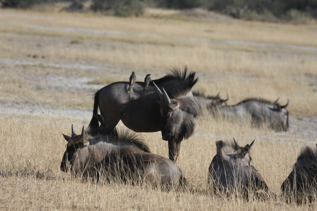 [23259] 2016_06_30_03_24_21_Africa_Canon_EOS_40D_IMG__03863.jpg