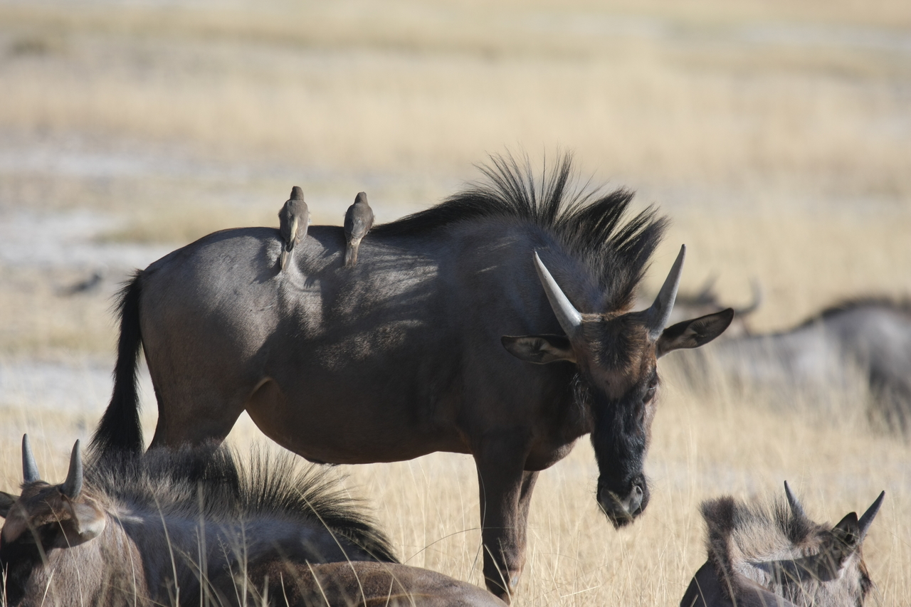 [23270] 2016_06_30_03_24_25_Africa_Canon_EOS_40D_IMG__03868.jpg