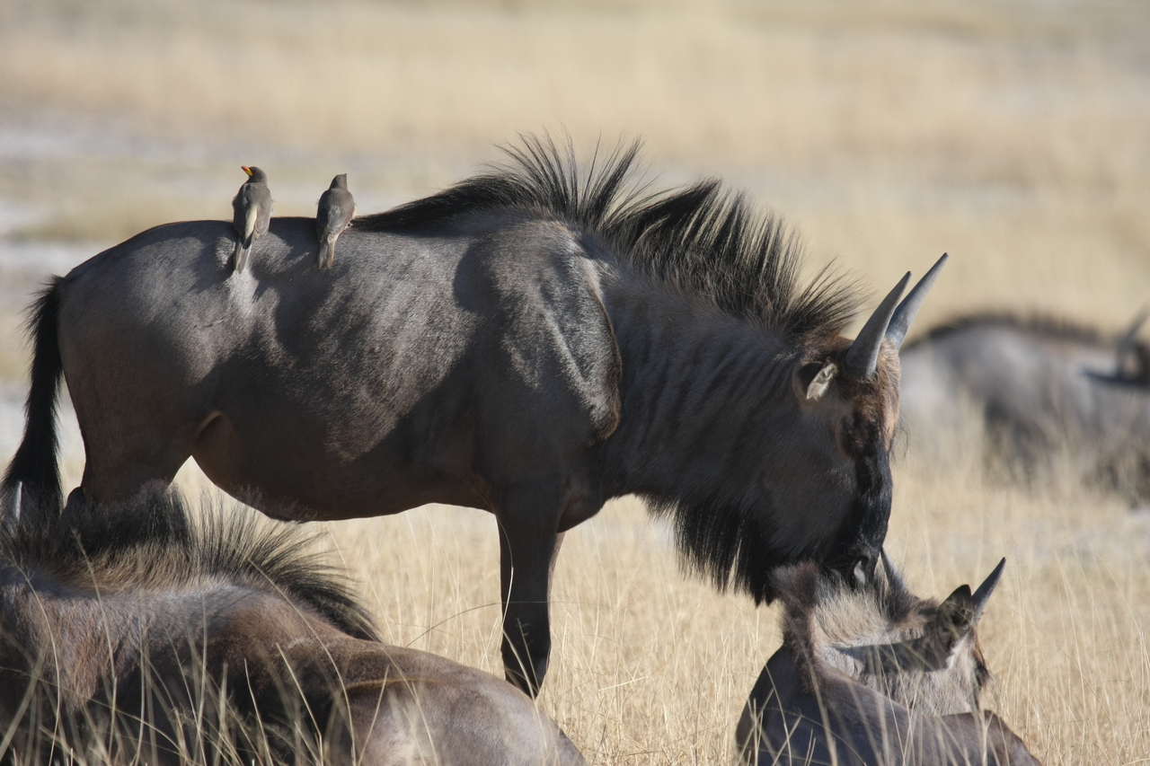 [23279] 2016_06_30_03_24_27_Africa_Canon_EOS_40D_IMG__11317.jpg