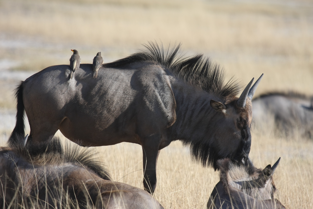 [23282] 2016_06_30_03_24_28_Africa_Canon_EOS_40D_IMG__11318.jpg
