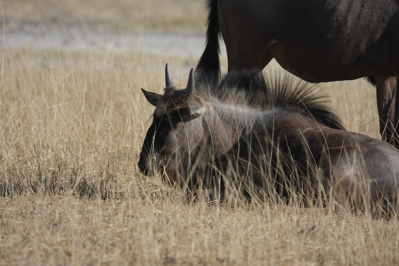 [23306] 2016_06_30_03_24_58_Africa_Canon_EOS_40D_IMG__03880.jpg