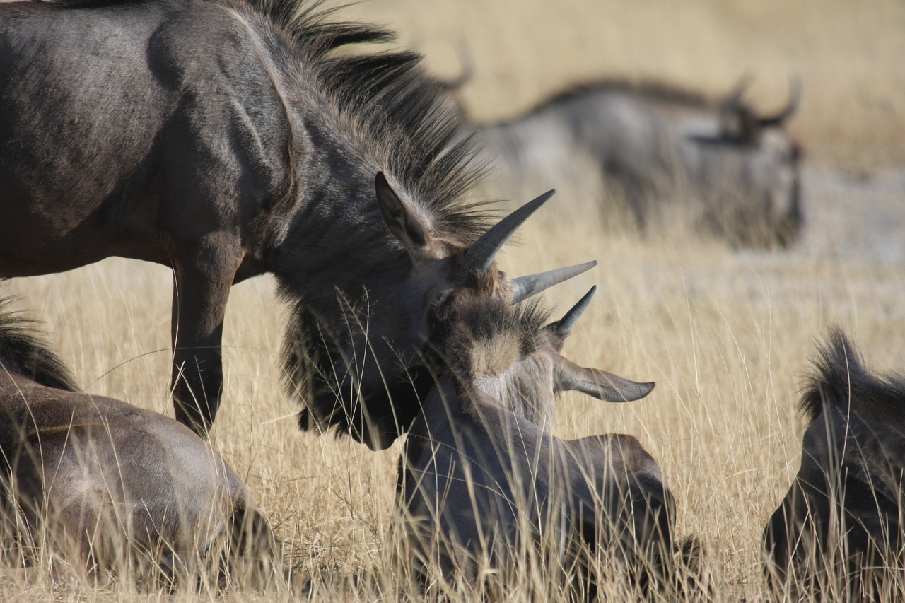 [23318] 2016_06_30_03_25_15_Africa_Canon_EOS_40D_IMG__00161.jpg