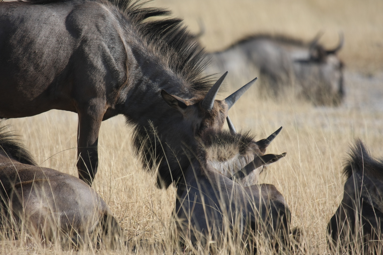 [23319] 2016_06_30_03_25_15_Africa_Canon_EOS_40D_IMG__03885.jpg