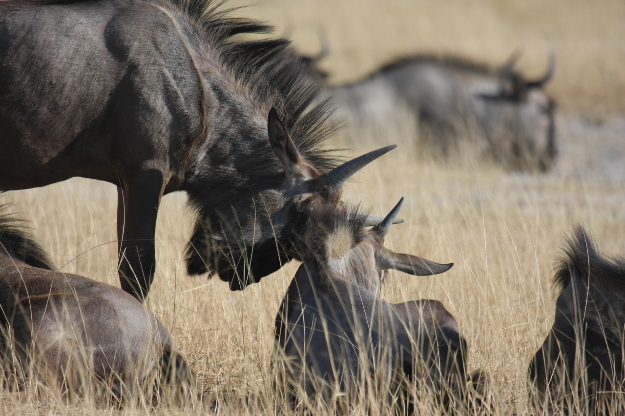 [23328] 2016_06_30_03_25_16_Africa_Canon_EOS_40D_IMG__03889.jpg