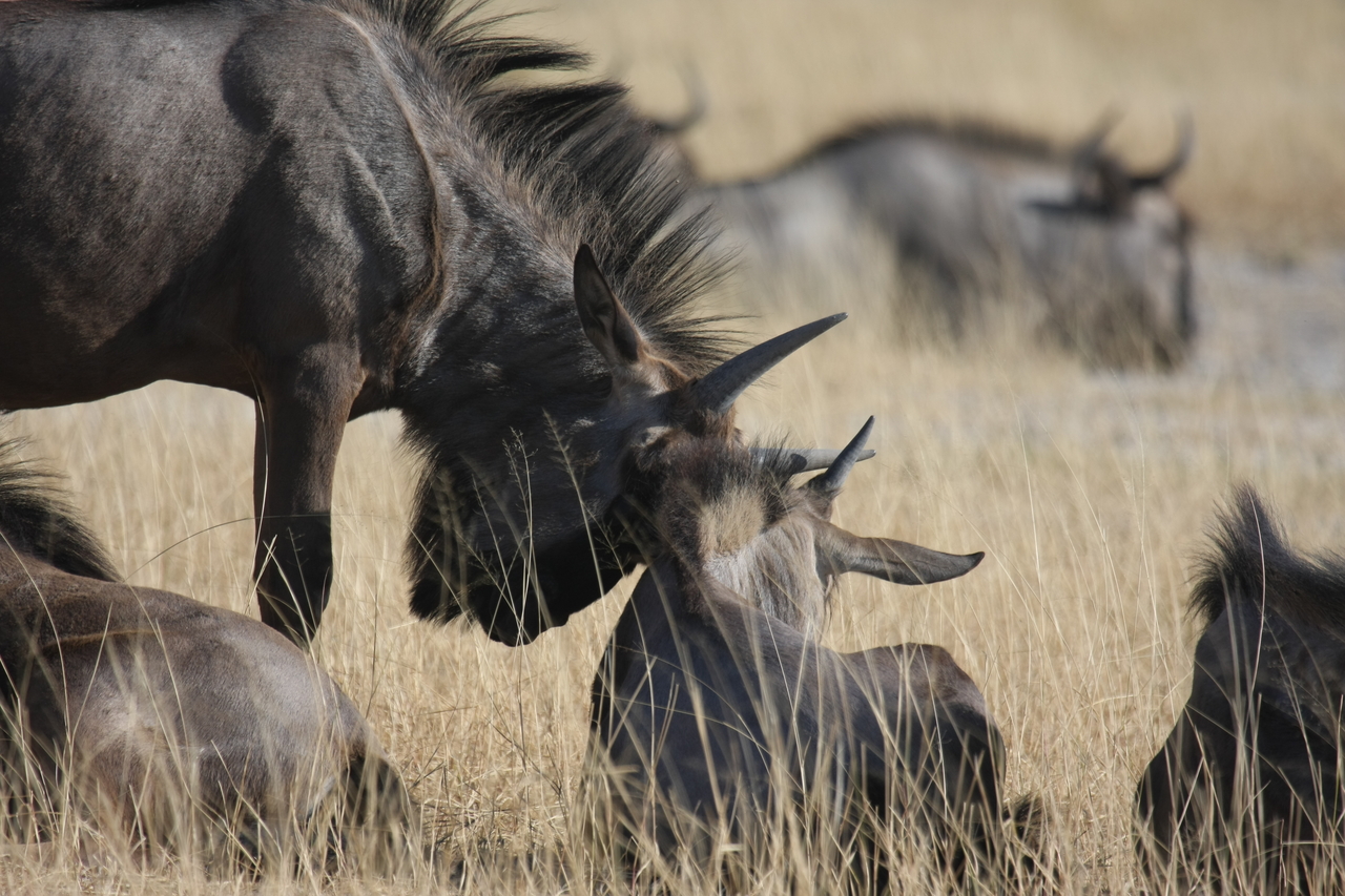 [23329] 2016_06_30_03_25_16_Africa_Canon_EOS_40D_IMG__11335.jpg