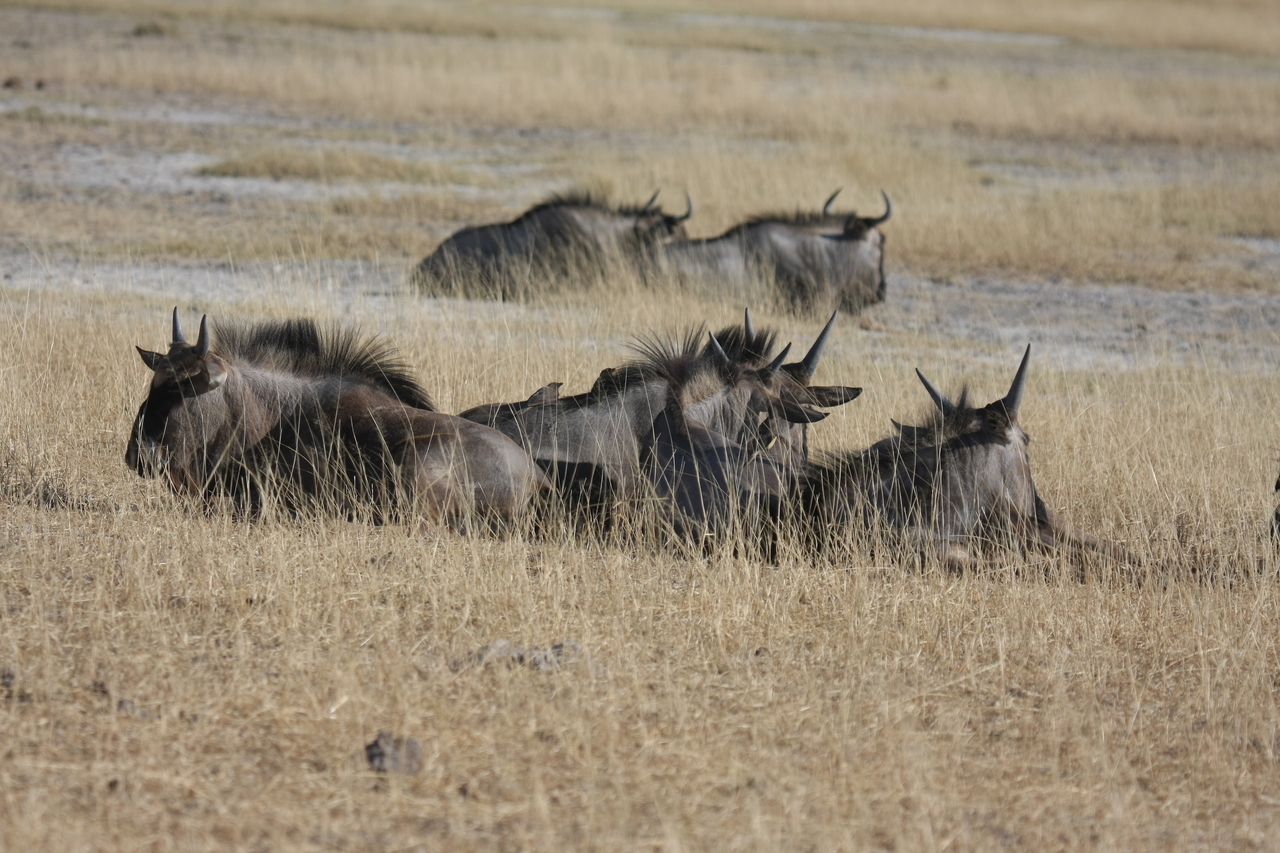 [23339] 2016_06_30_03_26_16_Africa_Canon_EOS_40D_IMG__03892.jpg