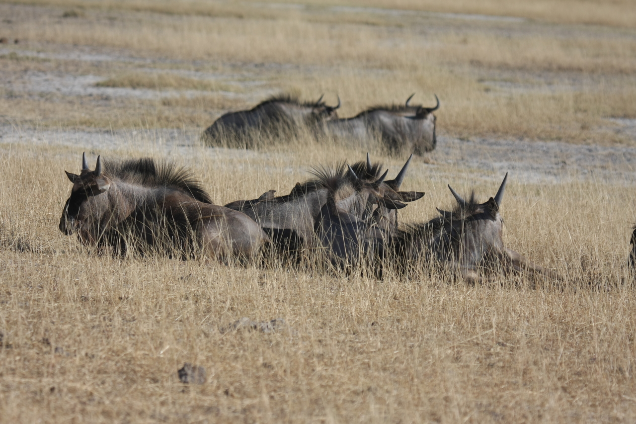 [23342] 2016_06_30_03_26_16_Africa_Canon_EOS_40D_IMG__11340.jpg