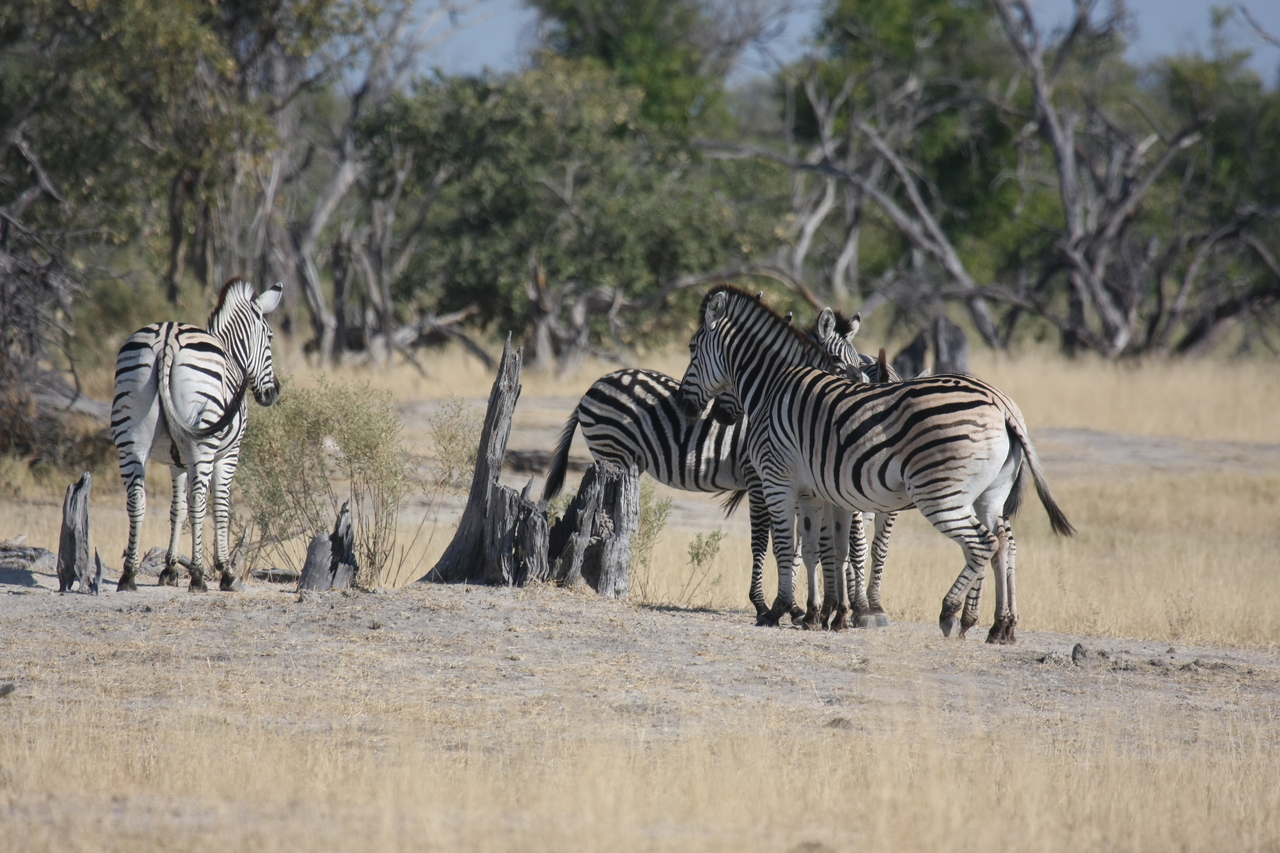[23352] 2016_06_30_03_42_10_Africa_Canon_EOS_40D_IMG__00172.jpg
