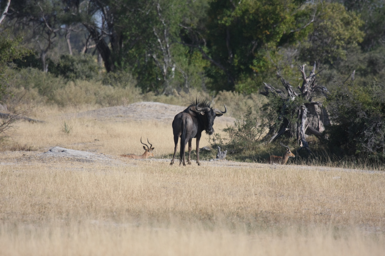 [23357] 2016_06_30_03_42_22_Africa_Canon_EOS_40D_IMG__03899.jpg