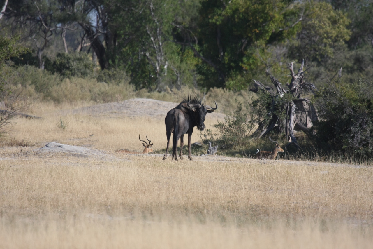 [23358] 2016_06_30_03_42_22_Africa_Canon_EOS_40D_IMG__03900.jpg