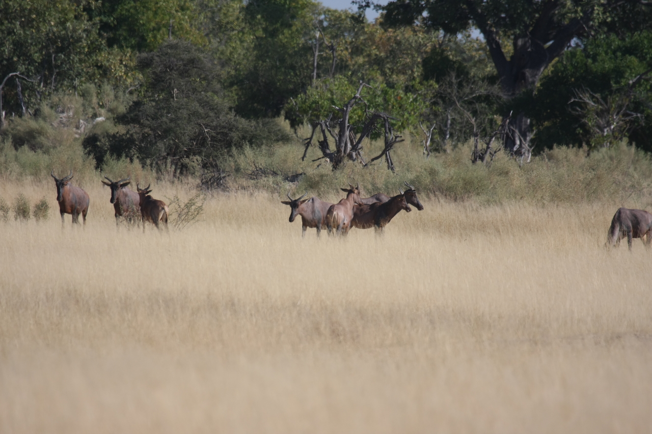 [23361] 2016_06_30_03_42_33_Africa_Canon_EOS_40D_IMG__00175.jpg