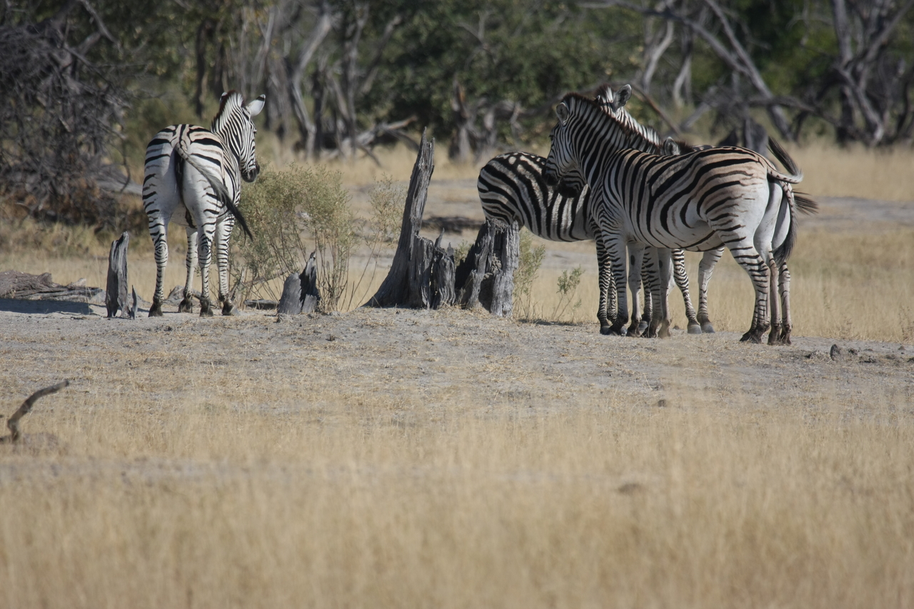 [23368] 2016_06_30_03_42_43_Africa_Canon_EOS_40D_IMG__00178.jpg