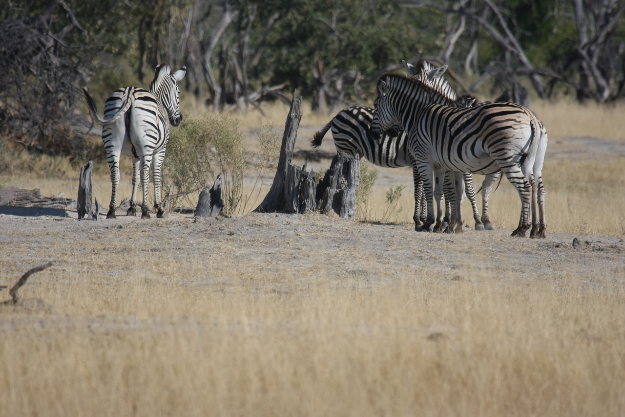 [23369] 2016_06_30_03_42_43_Africa_Canon_EOS_40D_IMG__03903.jpg
