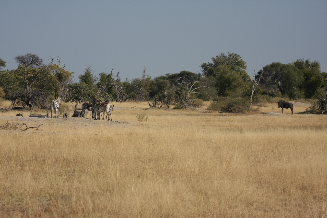 [23375] 2016_06_30_03_42_54_Africa_Canon_EOS_40D_IMG__03905.jpg