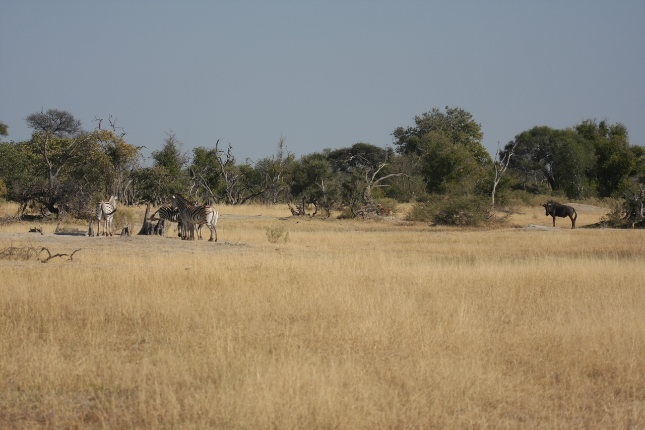 [23376] 2016_06_30_03_42_54_Africa_Canon_EOS_40D_IMG__03907.jpg