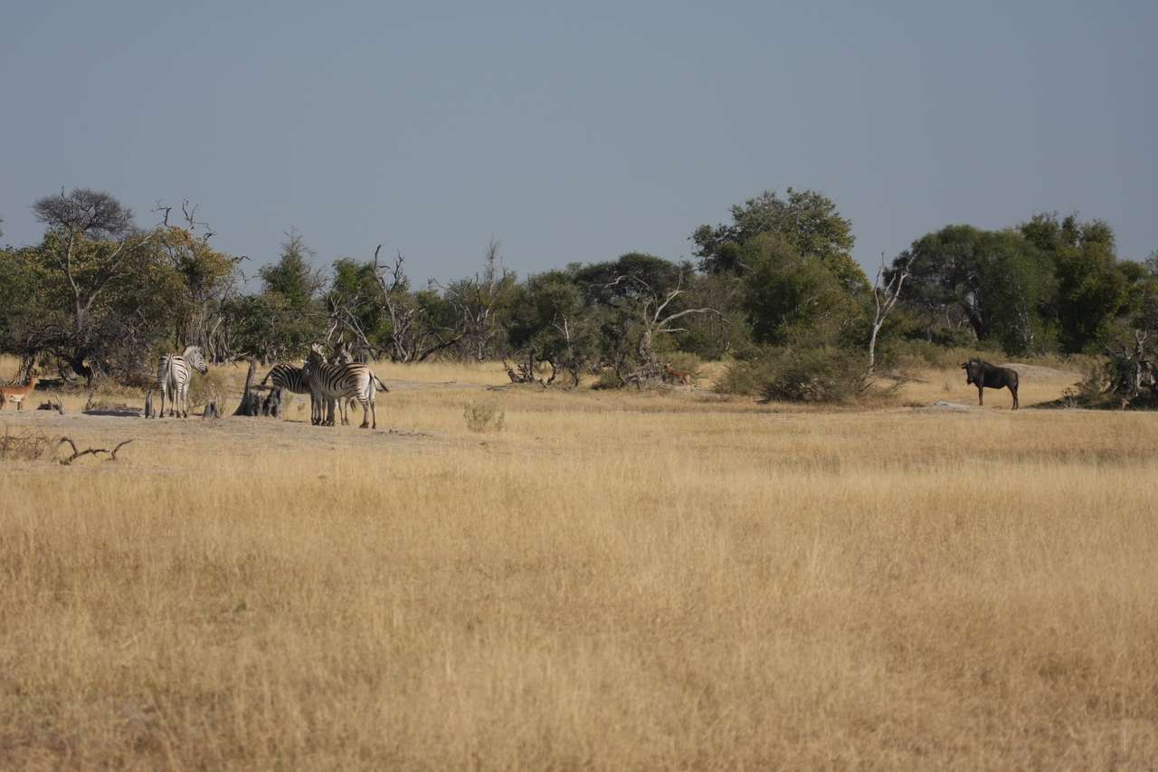 [23383] 2016_06_30_03_43_01_Africa_Canon_EOS_40D_IMG__11355.jpg