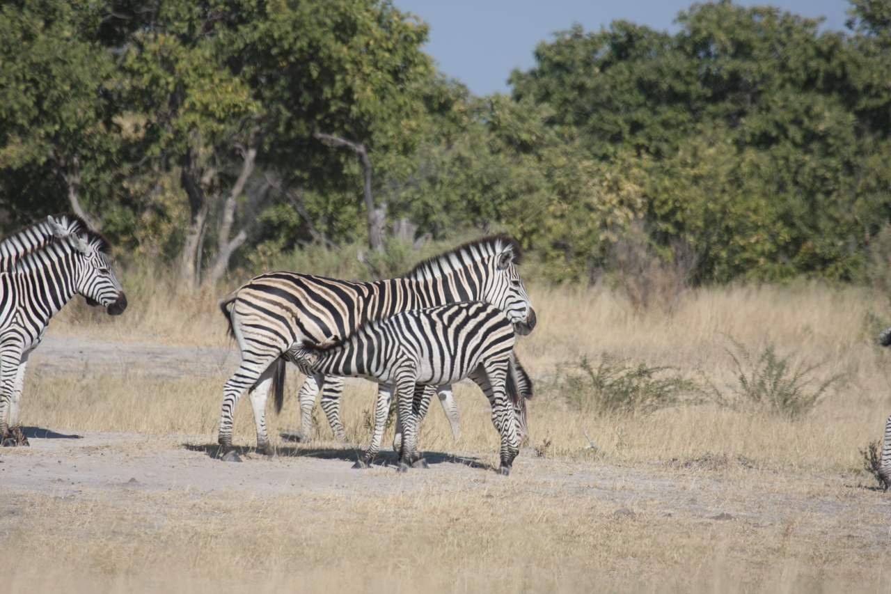 [23401] 2016_06_30_03_45_47_Africa_Canon_EOS_40D_IMG__00190.jpg