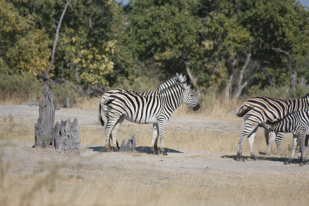 [23413] 2016_06_30_03_45_50_Africa_Canon_EOS_40D_IMG__11366.jpg