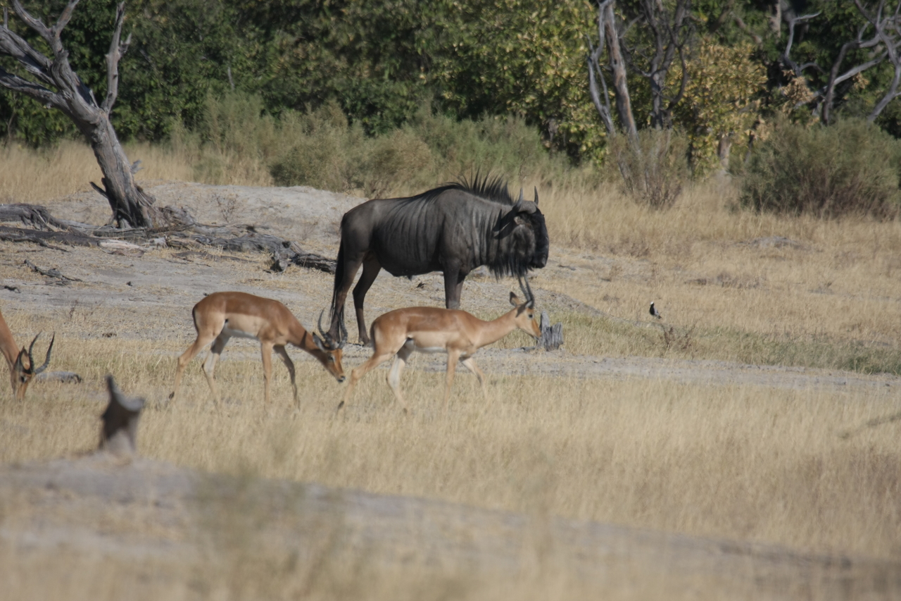 [23424] 2016_06_30_03_46_46_Africa_Canon_EOS_40D_IMG__03923.jpg