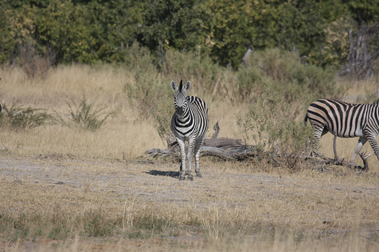 [23433] 2016_06_30_03_46_55_Africa_Canon_EOS_40D_IMG__03926.jpg