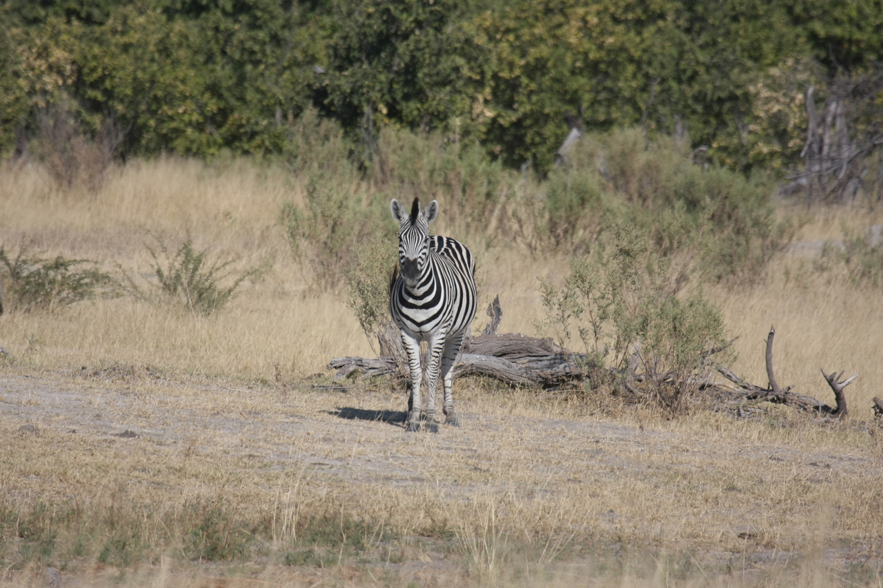 [23439] 2016_06_30_03_47_04_Africa_Canon_EOS_40D_IMG__00204.jpg