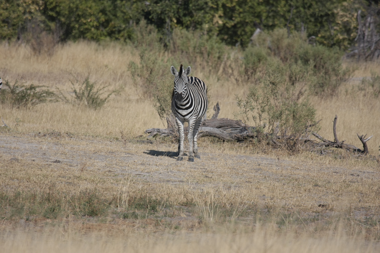 [23445] 2016_06_30_03_47_14_Africa_Canon_EOS_40D_IMG__00206.jpg